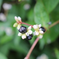 Persicaria chinensis (L.) H.Gross